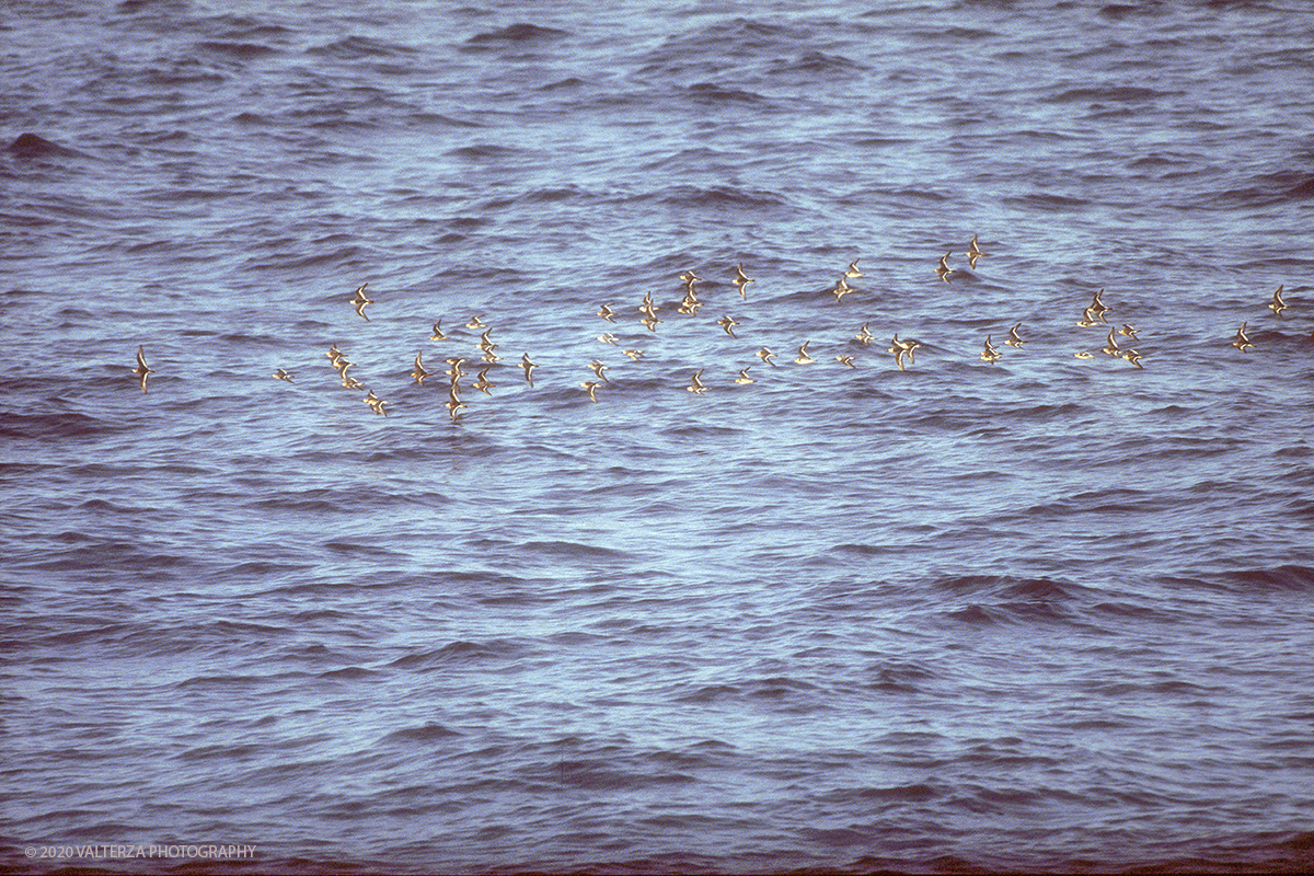 110 SIBERIA.jpg - Luglio/Agosto 1992. Siberia, terra dei Chukchi. Nell'oceano artico  125 Km a nord-est della penisola dei Chukchi (Siberia) c'Ã¨ l'isola di Wrangel, essa ospita piÃ¹ del doppio di specie vegetali (417) di qualsiasi territorio artico a paritÃ  di superficie nonchÃ¨ 30 specie diverse di uccelli oltre ad orsi polari, foche e trichechi ; per questo motivo   Ã¨ stata proclamata patrimonio dell'umanitÃ  dall'UNESCO. Nella foto isola di Wrangell, falaropi in volo lungo la costa dell'isola.